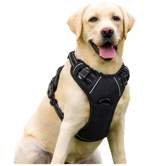 Ergonomisches Hundegeschirr – Komfort und Kontrolle beim Spaziergang